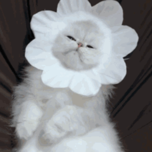 免费脚交视频网
